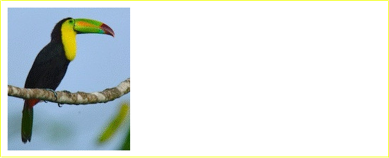 Il tucano dal becco rosso  l'uccello nazionale del Belize. Spicca per i colori brillanti del suo piumaggio, verde, blu, rosso e arancione, e per il grande becco a forma di canoa. I loro colori brillanti assicurano una buona capacit di mimetizzazione nella luce screziata della volta della foresta pluviale.